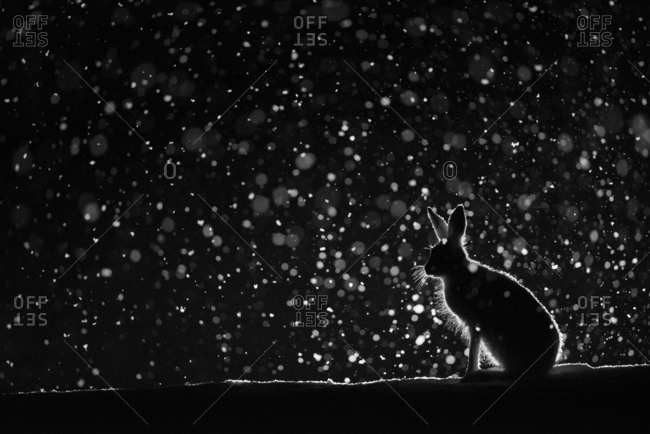 A mountain hare, Lepus timidus, is silhouetted at night in snow.