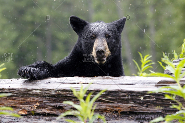 Portrait of a Black bear,  Ursus Americanus, in the Canadian Rockies.