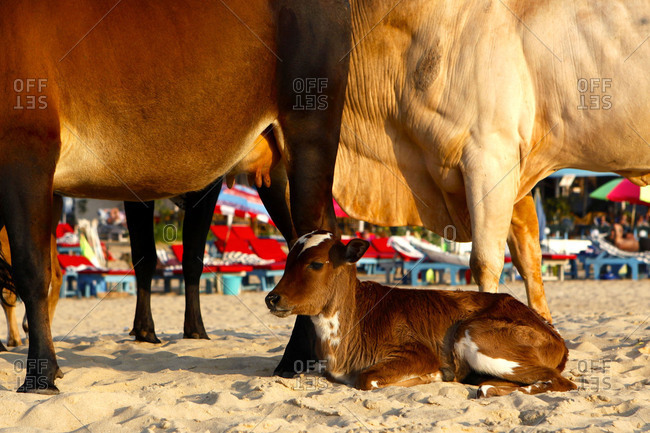 Young Cow, Bos Taurus, relaxing at Baga Beach.