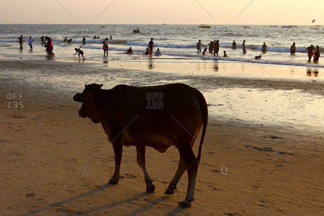 Goa, India - December 23, 2015: A Cow, Bos Taurus, hanging out at Baga Beach.
