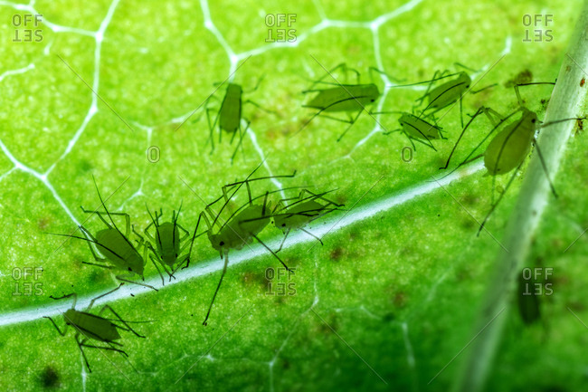 A small group of aphids backlit by a flashlight reveals them sucking the fluids from a poplar leaf.