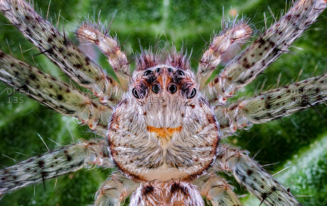 A young huntsman spider reveals an opaque exoskeleton coated in colorful hairs.