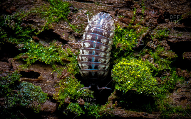 A pill bug explores a rotting log in a forest.