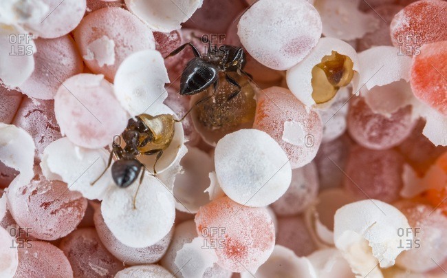 Ants raiding a clutch of invasive apple snail eggs.