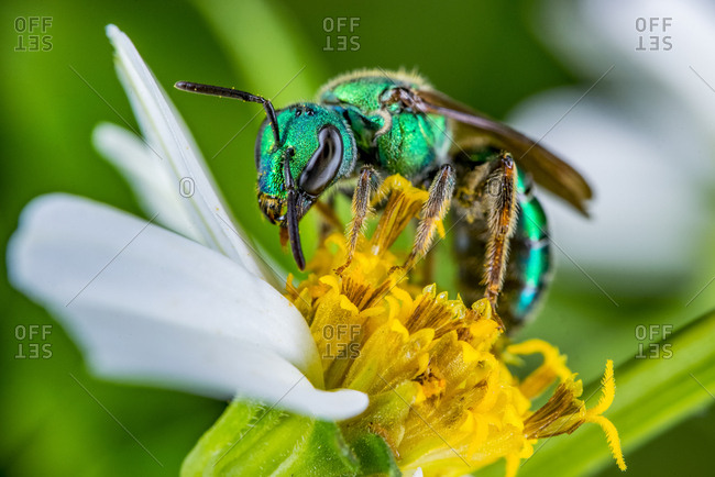 A bright green metallic sweat bee pollinates a hairy beggarticks plant.