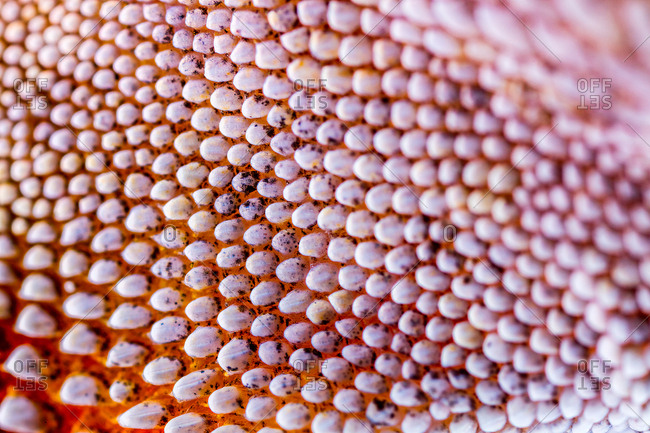 A close up of the dewlap of a brown anole.