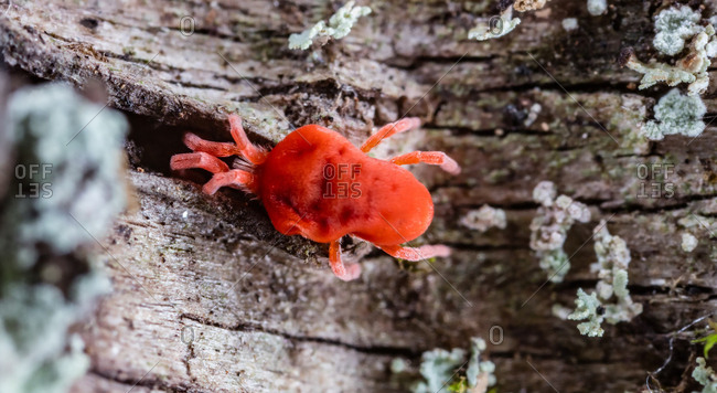 A red velvet mite hunts for prey in the crevices of tree bark.