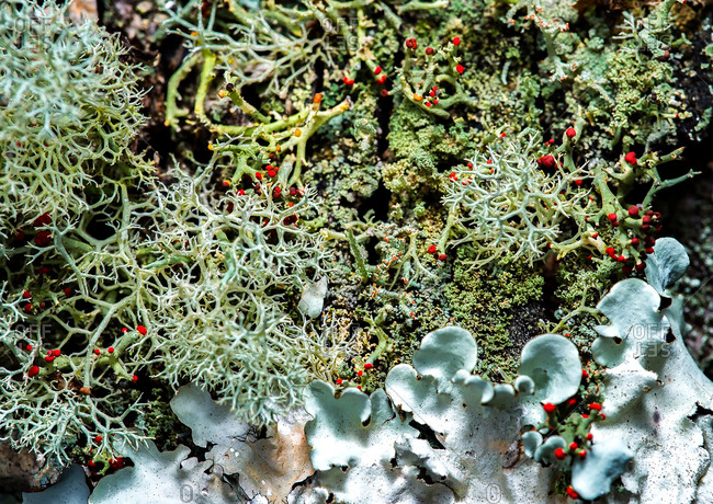 A plethora of lichen diversity seen growing on a rotting log in a forest.