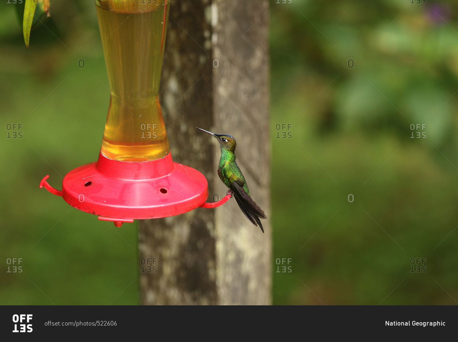 A Violet Fronted Brilliant Heliodoxa Leadbeateri On A Bird
