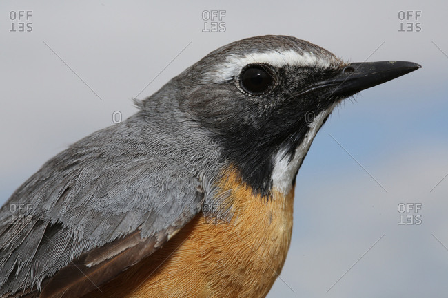 A White-throated Robin, Irania Gutturalis, in Aras River Wetlands Bird Paradise, Turkey.