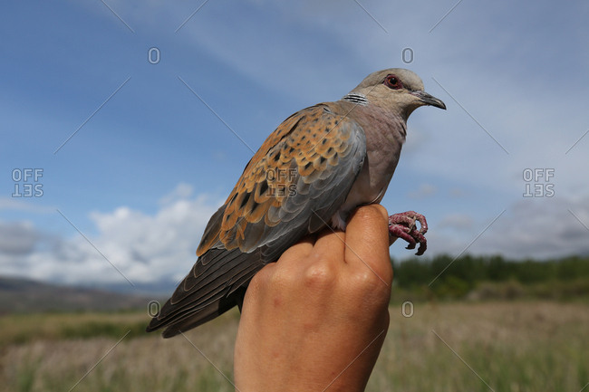 Streptopelia Turtur Stock Photos Offset