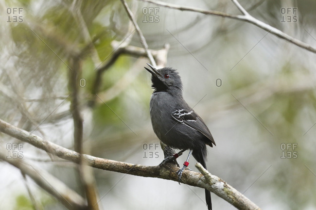 A Slender Antbird, Rhopornis Ardesiacus, color-banded by researcher.