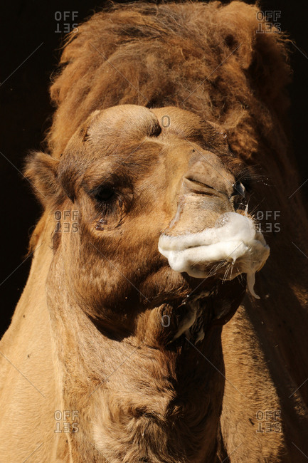 A Dromedary camel, Camelus dromedarius, bubbling in Sao Paulo Zoo.