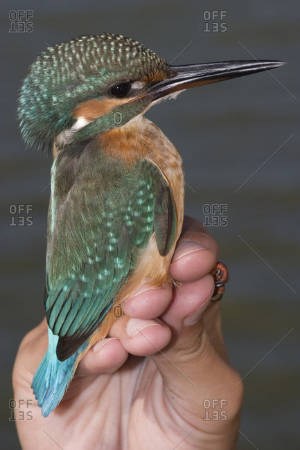 A European Kingfisher, Alcedo Atthis, being banded by an ornithologist in Samsun, Turkey.