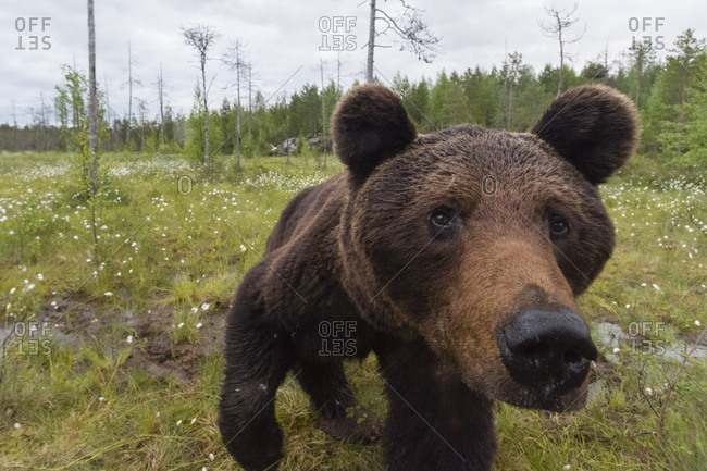 A curious European brown bear, Ursus arctos, investigating a  camera trap, Kuhmo, Finland.
