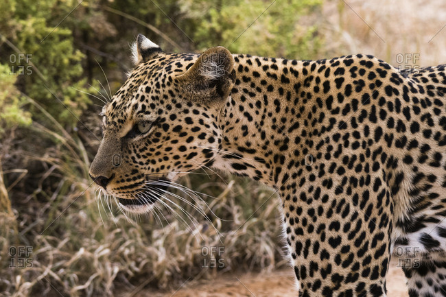Portrait of a leopard, Panthera pardus, Samburu National Reserve, Kenya.