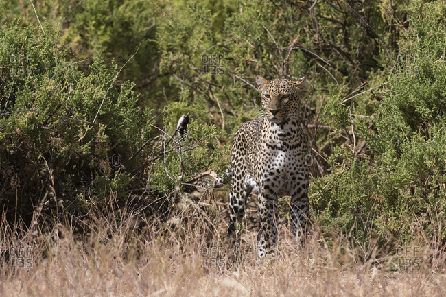 Portrait of a leopard, Panthera pardus, looking into the distance, Samburu National Reserve, Kenya.