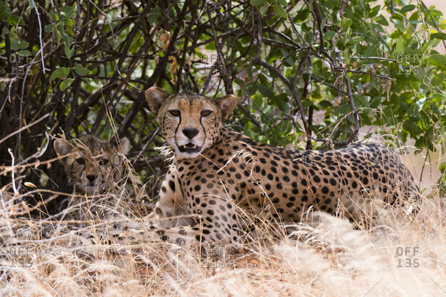 A cheetah, Acinonyx jubatus, and her cub, Samburu National Reserve, Kenya.