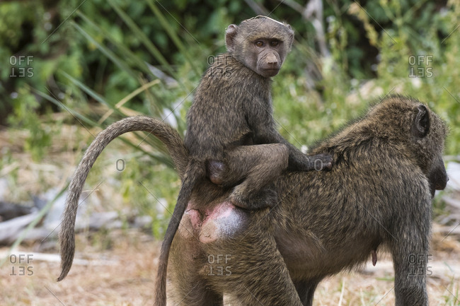 A mother olive baboon, Papio anubis, carries her baby on her back.