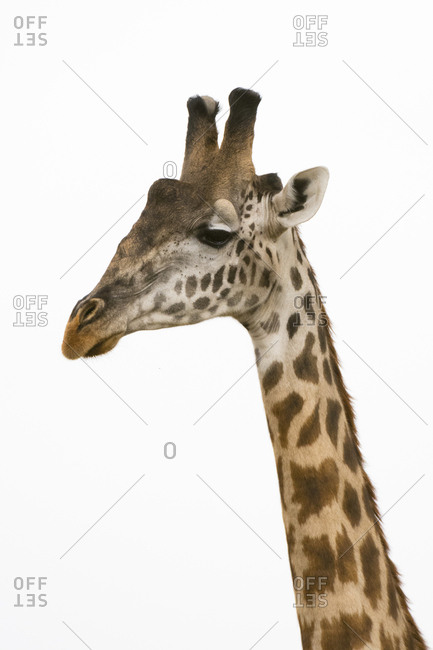 Masai giraffe,  Giraffa Camelopardalis Tippelskirchi, Masai Mara National Reserve, Kenya.
