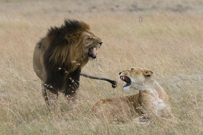 Lions, Panthera leo, Masai Mara, Kenya.