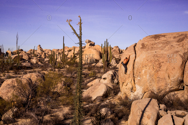 A rock climber boulders in the Baja desert.