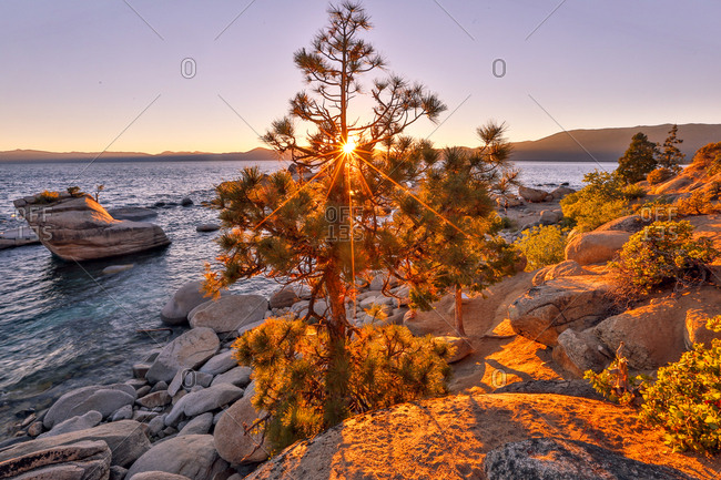 The sun filters through a pine tree near Bonzai Rock in Lake Tahoe.