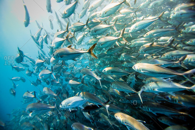 Jack fish schooling in Cabo Pumo National Park.