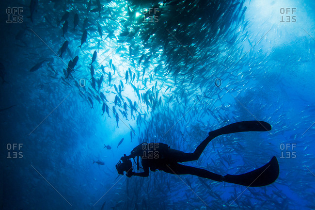Jack fish schooling in Cabo Pumo National Park.