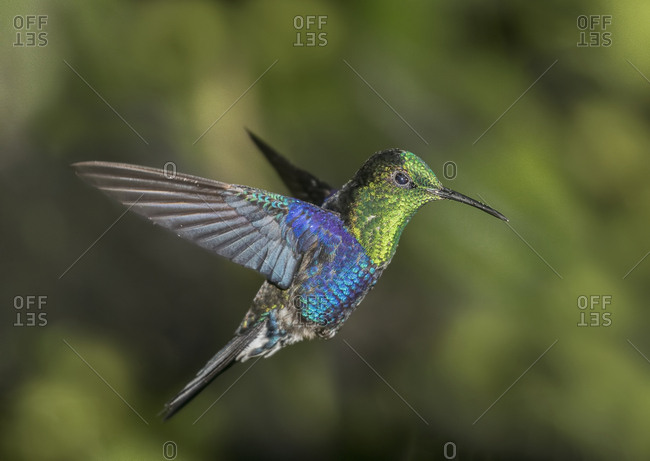 A Green Crowned Wood Nymph hummingbird hovers near a flower.