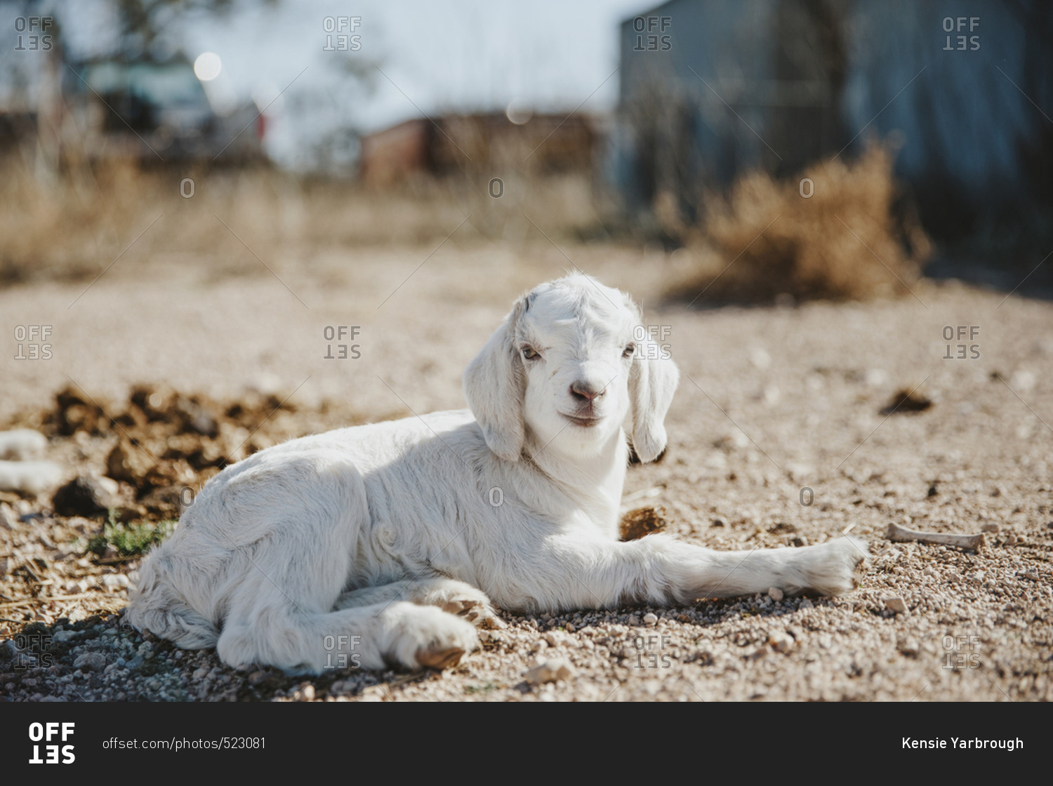 White baby goat laying down in the sun stock photo OFFSET
