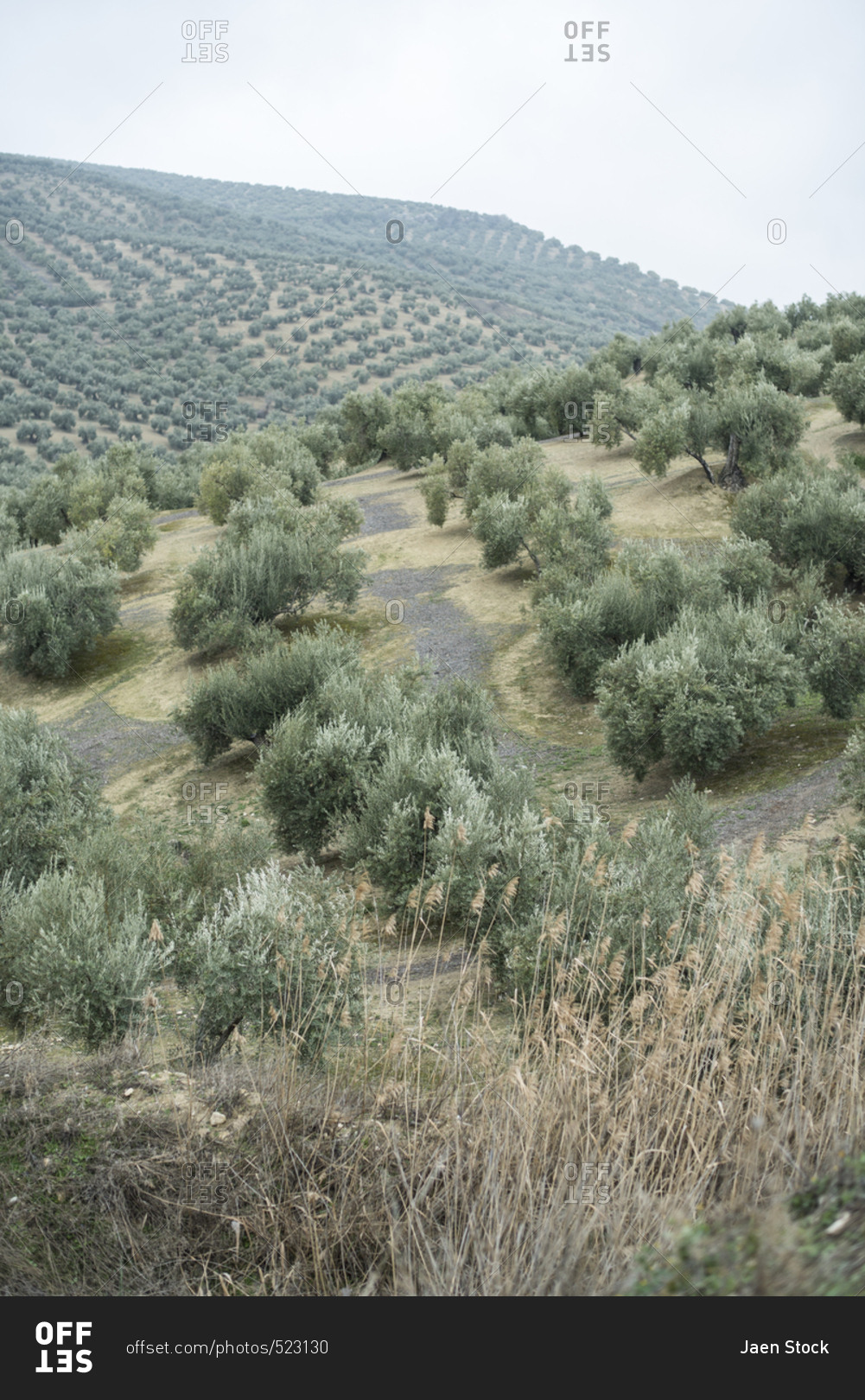 Olive trees on a cloudy and foggy morning in Jaen, Spain. Extension intended for planting to obtain olive oil.