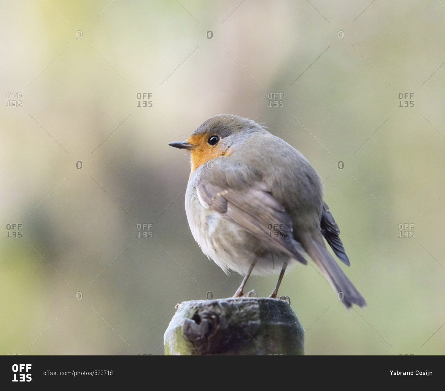 Robin bird perched on wooden post