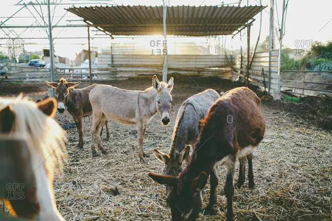 Horses and donkeys stand on the farm