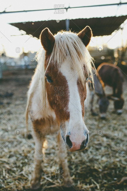 Horses and donkeys stand on the farm