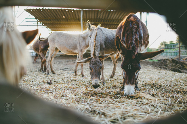 Horses and donkeys stand on the farm