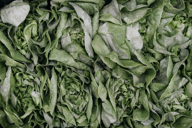 Green leafy vegetable tightly packed for sale