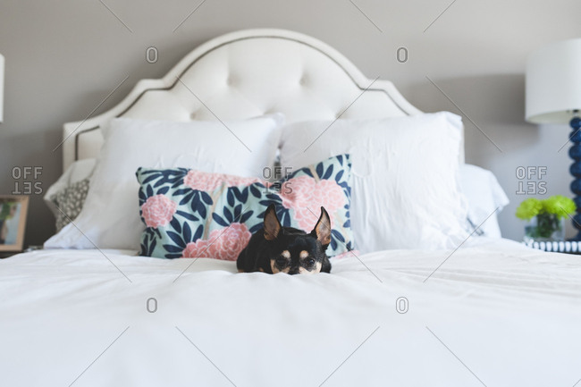 Dog sleeping on bed - Offset