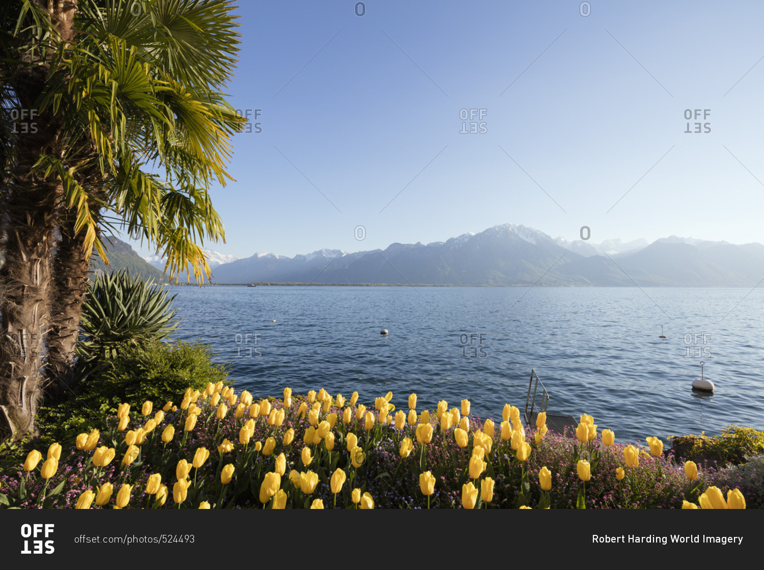 Spring tulips, Lake Geneva (Lac Leman), Montreux, Vaud, Switzerland, Europe