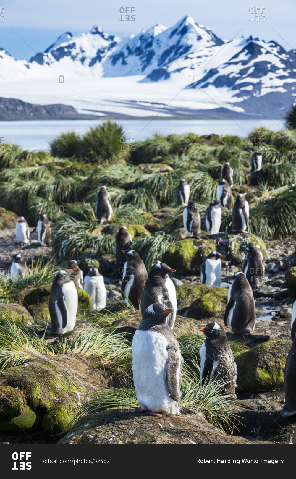 Gentoo penguins (Pygoscelis papua) colony, Prion Island, South Georgia, Antarctica, Polar Regions