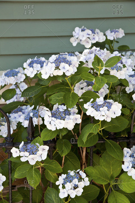 Hydrangeas growing by fence - Offset