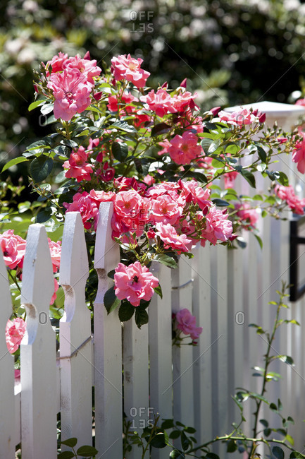 Roses on white picket fence