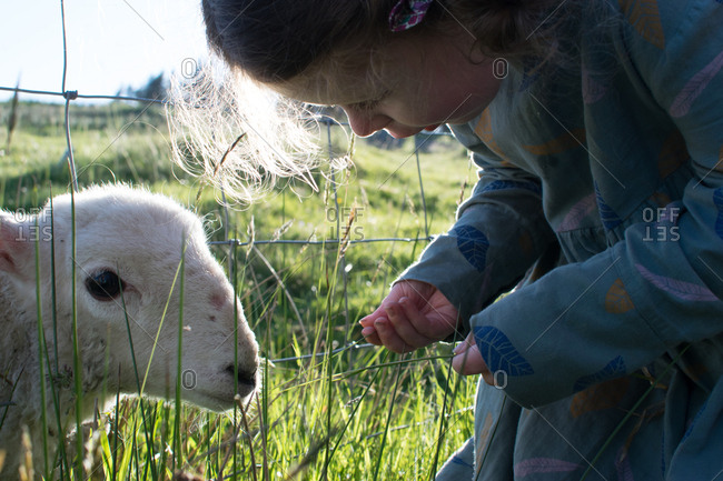 Little girl feeding grass to lamb