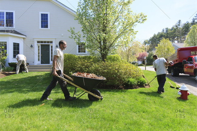 Landscapers clearing weeds at a home garden and carrying them away in a wheelbarrow