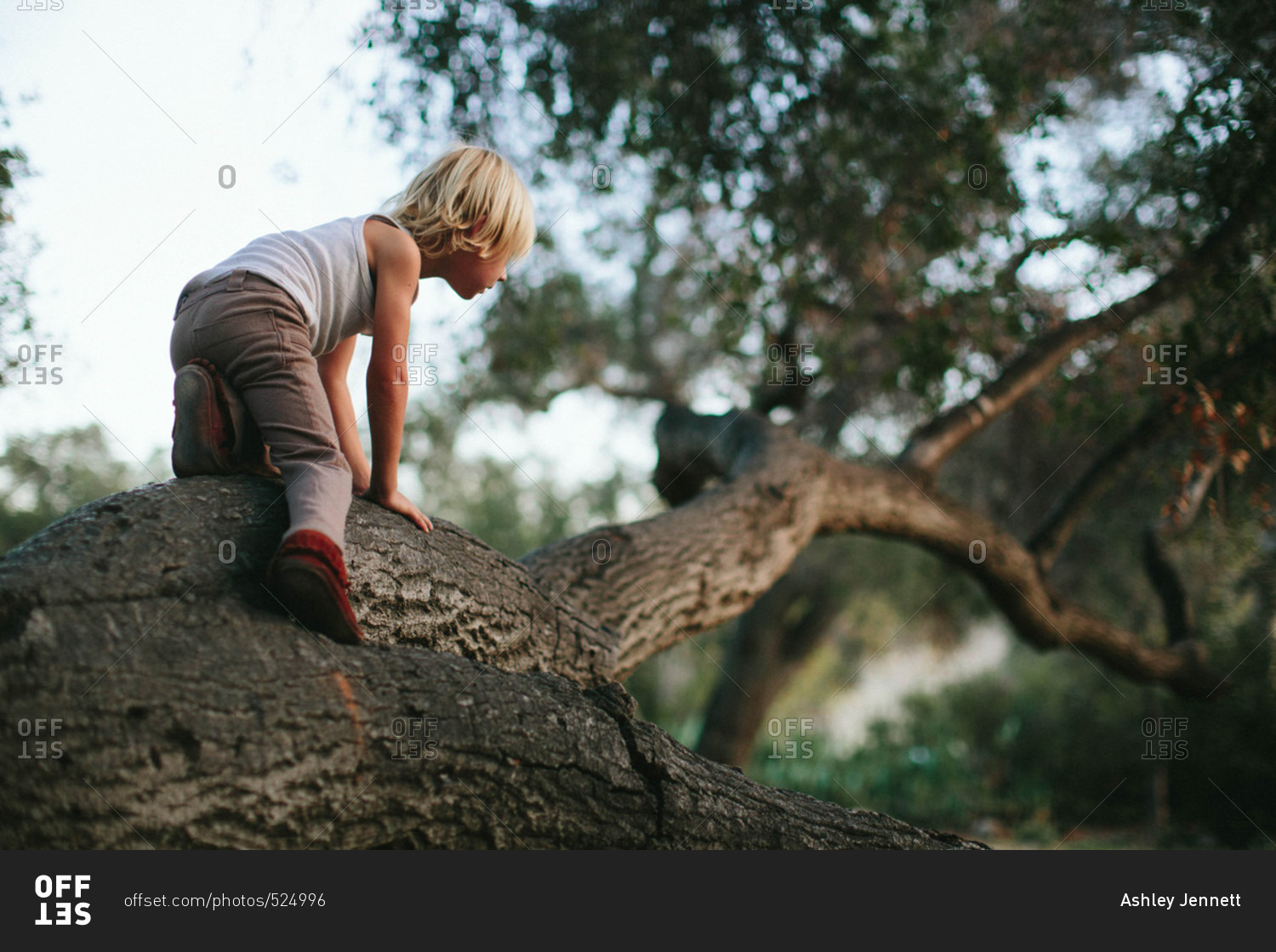 Boy climbing up a tree branch stock photo OFFSET
