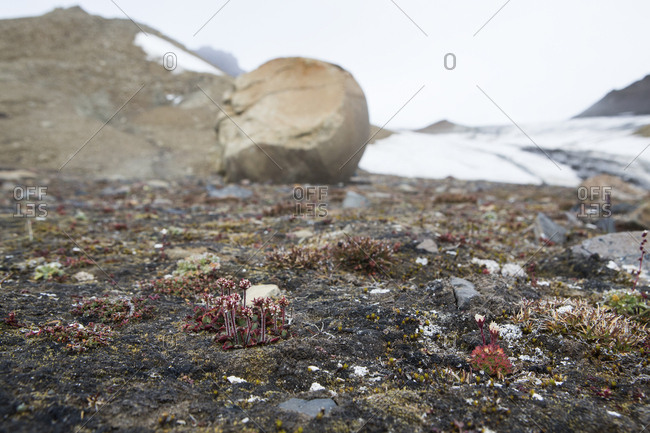 Small flowers growing on the arctic island of Franz Josef Land