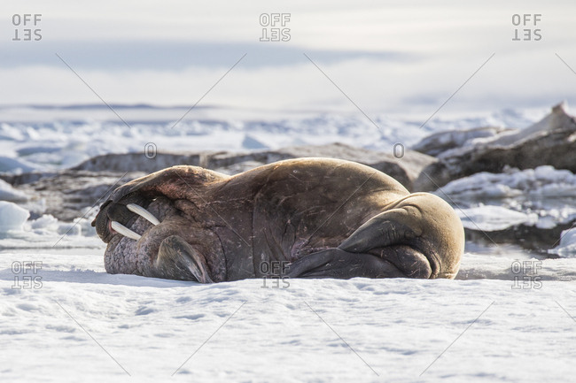 Walrus lying on the ice, Franz Josef Land, Russia