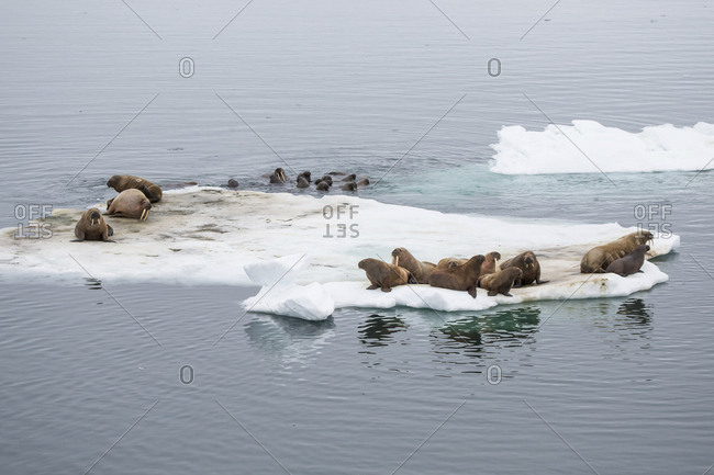 Group of walruses on the ice, Franz Josef Land, Russia