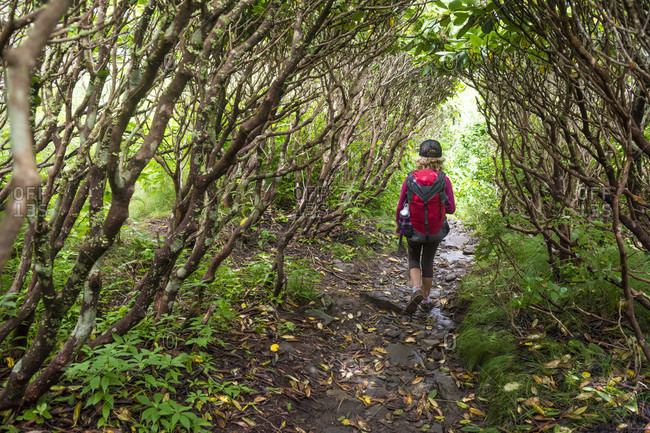 A Young Girl Hiking Along Trail Covered By Rhododendron On Grassy Ridge Extension Of The Appalachian Trail