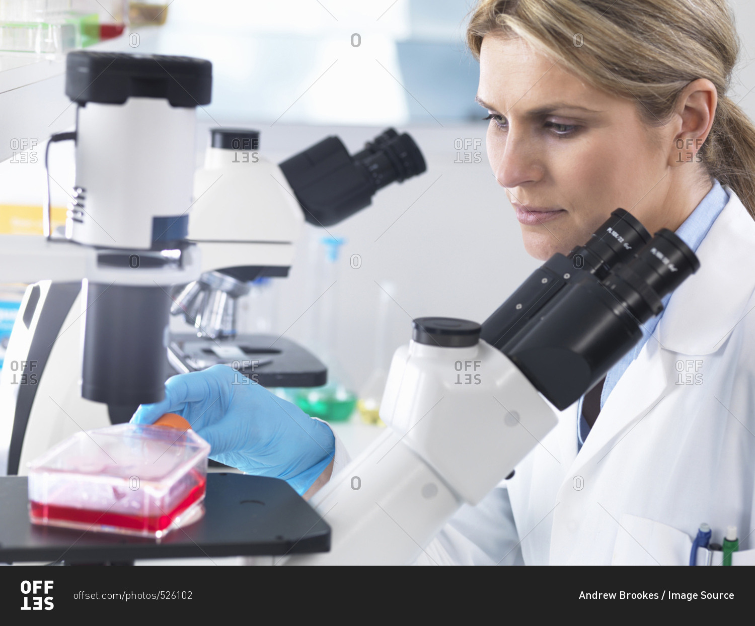 scientist-viewing-stem-cell-cultures-growing-in-growth-medium-under-a